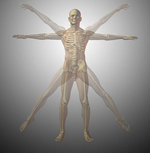 Posterazzi PSTRFF700094H Anatomical Vitruvian Man Xray 3D Rendering Photo Print 11 x 17 Multi