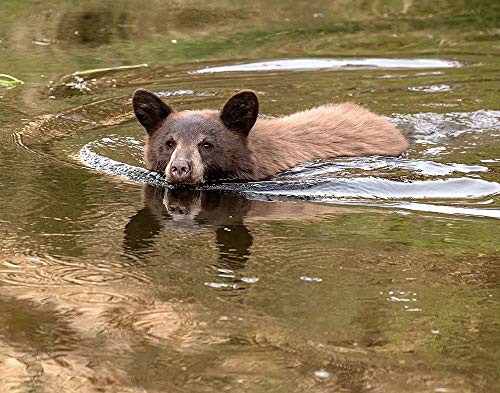 Posterazzi PDXLF1131SMALL Black Bear Cub Photo Print 24 x 18 Multi