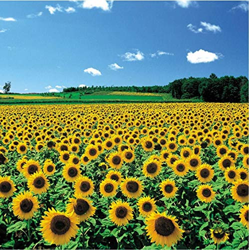 Chamberart 500 piece Premium Jigsaw Puzzle A Sunflower Field A5091