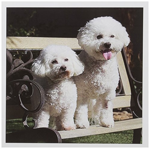 3dRose Two Bishon Frise dog - US05 ZMU0060 - Zandria Muench Beraldo - Greeting Cards, 6 x 6 inches, set of 6 (gc_88774_1) 3dRose Two Bishon Frise dog - US05 ZMU0060 - Zandria Muench Beraldo - Greeting Cards, 6 x 6 inches, set of 6 (gc_88774_1)