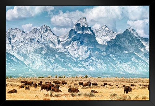 Herd of Bison Buffalo Below Grand Teton Mountains Photo Black Wood Framed Art Poster 20x14