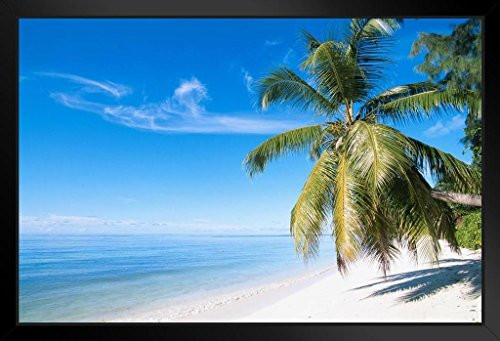 Palm Tree on a Beach in Paradise Photo Art Print Black Wood Framed Poster 20x14 Palm Tree on a Beach in Paradise Photo Art Print Black Wood Framed Poster 20x14