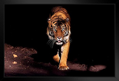Eyes of The Tiger Siberian Tiger Hunting Photo Black Wood Framed Art Poster 20x14