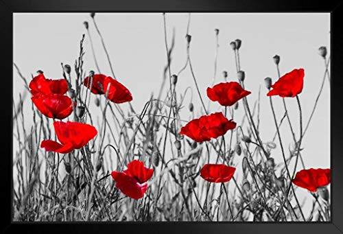 Red Poppies in Meadow Black and White Landscape Photo Black Wood Framed Art Poster 20x14