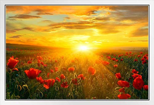 Bright New Day Field of Poppies at Sunrise Landscape Photo Photograph White Wood Framed Poster 20x14
