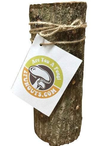 2funguys 12 Mushroom Log DIY Oyster Mushrooms Ready to Grow Your Own