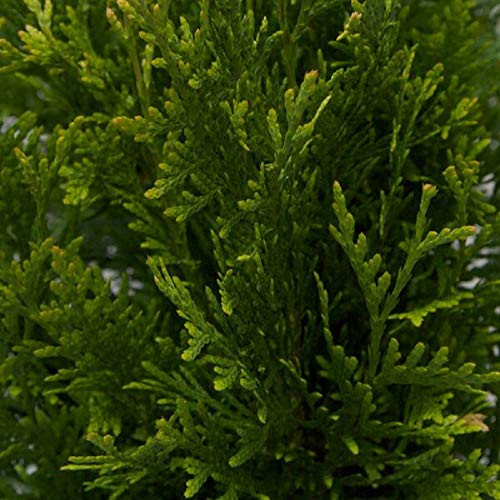 Plants by Mail 55243FL Green Giant Arborvitae 24 gal