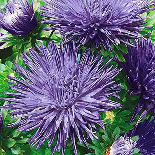 NIKITOVKA Seeds Needle Aster Impression Blue 200 Seeds Non GMO HeirloomOpen Pollinated for Planting