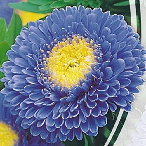 NIKITOVKA Seeds Pompon Aster Sapphire Blue 200 Seeds Non GMO HeirloomOpen Pollinated for Planting