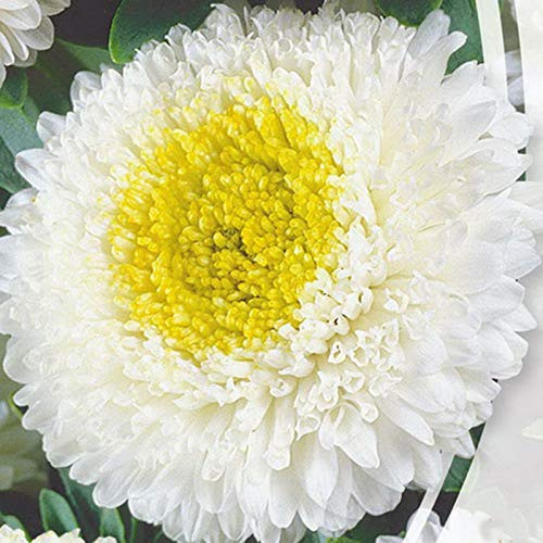 NIKITOVKA Seeds Pompon Aster Lux White 200 Seeds Non GMO HeirloomOpen Pollinated for Planting
