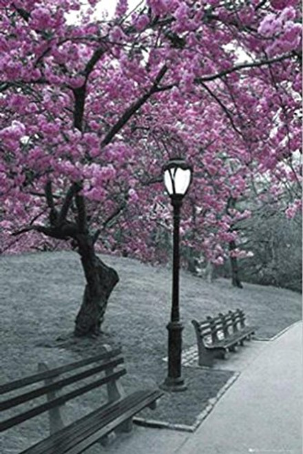 Buyartforless New York Central Park Blossom 36x24 Photograph Art Print Poster Trees in Bloom Violet Black and White NYC New York City Manhattan Buyartforless New York Central Park Blossom 36x24 Photograph Art Print Poster Trees in Bloom Violet Black and White NYC New York City Manhattan