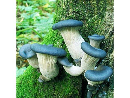 Oyster blue stocking Mushroom  Mycelium Spores Spawn Dried Seeds