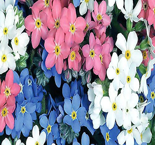 BIG PACK - (50,000) MIXED Pink, Blue, White FRENCH FORGET ME NOT, Myosotis sylvatica Flower Seeds - PERENNIAL ZONE 3-9 By MySeeds.Co (French MIXED Forget Me Not - 50,000 Seeds)