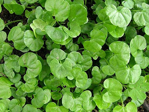 Dichondra Repens Seeds - 1 Pound