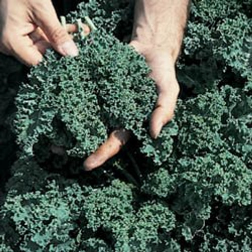 Kale Vates Blue Curled Great Heirloom Vegetable Seeds by Seed Kingdom 14 Lb Seeds