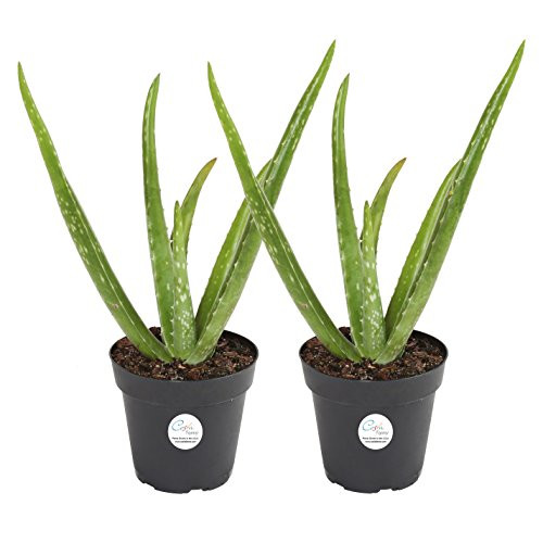 Costa Farms Aloe Vera, Live Indoor Plant, 12 to 14-Inches Tall, Ships in Grow Pot, 2-Pack, Fresh From Our Farm