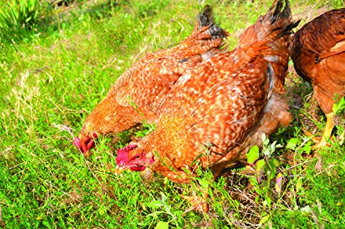 Pacific Northwest Poultry Pasture Blend 1000 sq ft