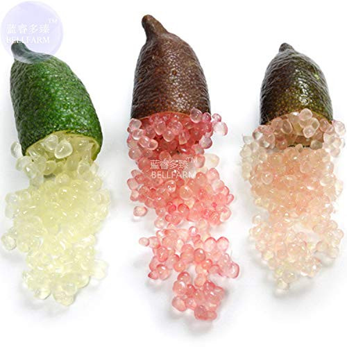 Amzt  New Mixed Finger Lime Green Red Pink Fruit Ice Finger Fruit Lime Seed Rare Plant Home Garden Balcony Red 20 Seeds