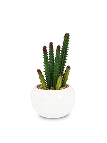 Abbott Collection Finger Cactus in Pot (Small)