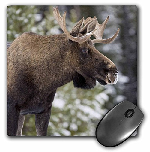 3dRose LLC 8 x 8 x 0.25 Inches Mouse Pad, Alberta, Jasper National Park. Bull Moose Wildlife-Cn01 Rja0001 - Rebecca Jackrel (mp_76259_1) 3dRose LLC 8 x 8 x 0.25 Inches Mouse Pad, Alberta, Jasper National Park. Bull Moose Wildlife-Cn01 Rja0001 - Rebecca Jackrel (mp_76259_1)