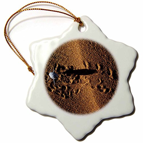 3dRose orn_72698_1 Namibia, Namib Naukluft Np, Desert Beetle Insect-Af31 Pso0029-Paul Souders-Snowflake Ornament, Porcelain, 3-Inch 3dRose orn_72698_1 Namibia, Namib Naukluft Np, Desert Beetle Insect-Af31 Pso0029-Paul Souders-Snowflake Ornament, Porcelain, 3-Inch