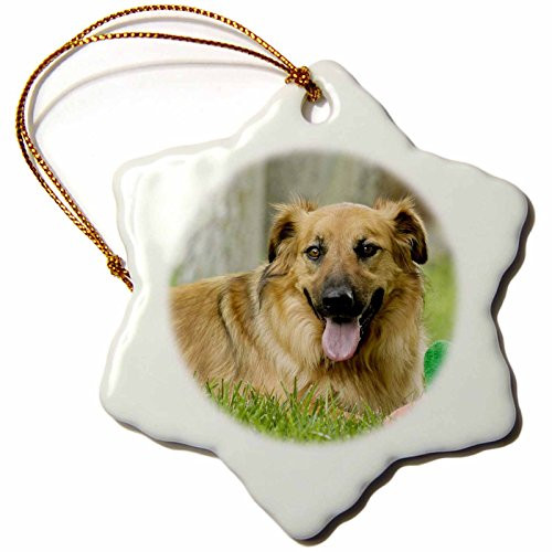 3dRose orn_92672_1 Breed Rescue Dog, Santa Fe, New Mexico US32 JMR0445 Julien McRoberts Snowflake Porcelain Ornament, 3-Inch 3dRose orn_92672_1 Breed Rescue Dog, Santa Fe, New Mexico US32 JMR0445 Julien McRoberts Snowflake Porcelain Ornament, 3-Inch