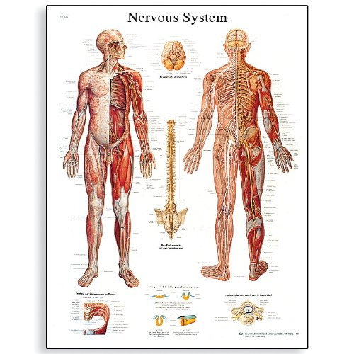 3B Scientific VR1620L Glossy Laminated Paper Nervous System Anatomical Chart Poster Size 20 Width x 26 Height 3B Scientific VR1620L Glossy Laminated Paper Nervous System Anatomical Chart Poster Size 20 Width x 26 Height