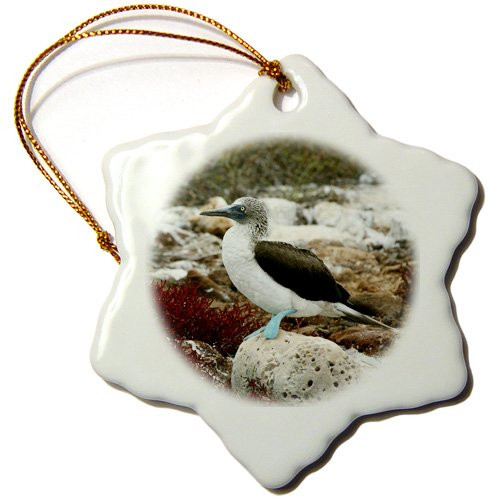 3dRose orn_86210_1 Ecuador, Galapagos Islands, Blue Footed Booby Colony-Sa07 Kwi0140-Kymri Wilt-Snowflake Ornament, 3-Inch, Porcelain 3dRose orn_86210_1 Ecuador, Galapagos Islands, Blue Footed Booby Colony-Sa07 Kwi0140-Kymri Wilt-Snowflake Ornament, 3-Inch, Porcelain