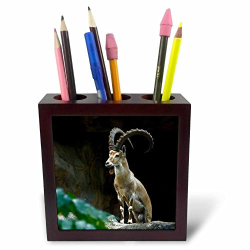 3dRose ph_256914_1 Male Nubian Ibex, Capra Nubiana, Kenya, Africa Tile Pen Holder, 5"