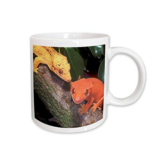 3dRose New Caledonia Crested Geckos, Lizard NA02 DNO0243 David Northcott Ceramic Mug, 11-Ounce 3dRose New Caledonia Crested Geckos, Lizard NA02 DNO0243 David Northcott Ceramic Mug, 11-Ounce