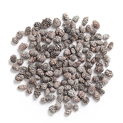 Byher Pine Cones, Mini Pinecones in Bulk for Crafts, 8OZ, Pack of 110 (White) Byher Pine Cones, Mini Pinecones in Bulk for Crafts, 8OZ, Pack of 110 (White)