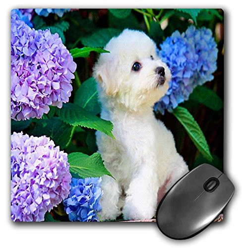 3dRose LLC 8 x 8 x 0.25 Inches Mouse Pad, Adorable Bichon Frise Puppy Among Hydrangeas (mp_80886_1)