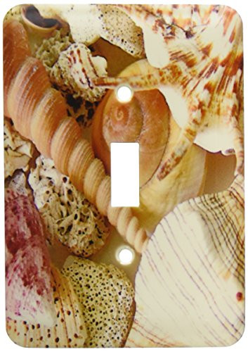 3dRose lsp_40855_1 Florida Keys Seashells Single Toggle Switch