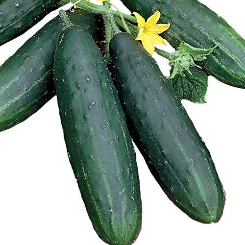 Park Seed Spacemaster 80 Cucumber Seeds Pkt of 30 Seeds Park Seed Spacemaster 80 Cucumber Seeds Pkt of 30 Seeds
