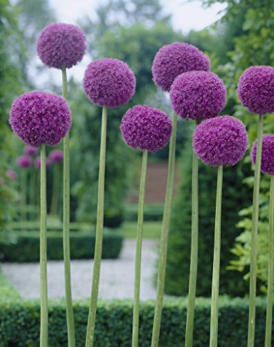 Van Zyverden 87125 Allium Giganteum Set of 1 Bulbs 24/ cm Purple