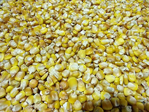 Henry Moore Yellow Corn Heirloom Open Pollinated Yellow Dent Corn kernels 15 lbs Farmer Direct Organic Henry Moore Yellow Corn Heirloom Open Pollinated Yellow Dent Corn kernels 15 lbs Farmer Direct Organic