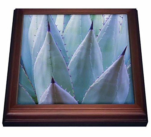 3dRose Banded Agate Rust Colored Trivet with Ceramic Tile 8 x 8  Natural