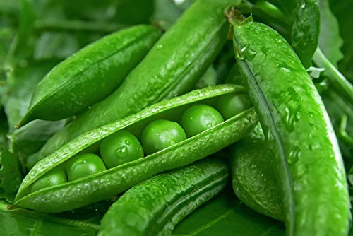 Green Arrow Garden Peas 50 Premium Heirloom Seeds Isla s Garden Seeds Non GMO 90 Germination Highest Quality Seeds 100 Pure Green Arrow Garden Peas 50 Premium Heirloom Seeds Isla s Garden Seeds Non GMO 90 Germination Highest Quality Seeds 100 Pure
