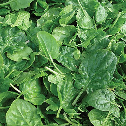 Burpee Double Choice Spinach Seeds 350 seeds