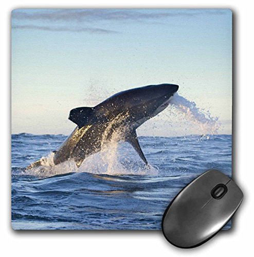 3dRose LLC 8 x 8 x 0 25 Inches Mouse Pad Cape Town Great White Shark Moves to Strike A SealAf42 Bja0006  Janyes Gallery mp750931