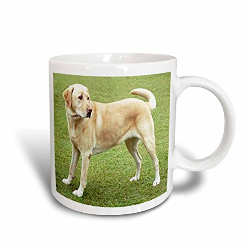 3dRose Yellow Lab on Lawn Ceramic Mug, 15-Ounce