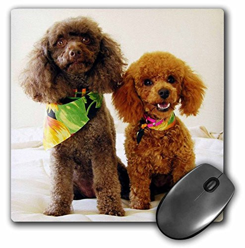 3dRose LLC 8 x 8 x 0.25 Inches Mouse Pad, Poodle Puppys (mp_1096_1)