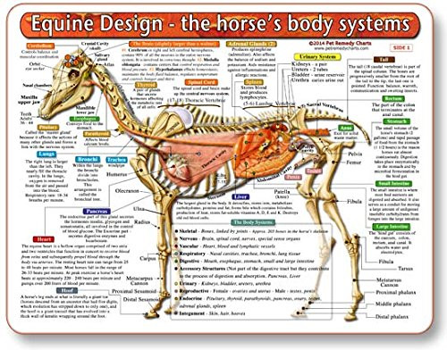 Equine DesignThe Horse s Body Systems  A DoubleSided Laminated Horse Anatomy Chart A Learning and Teaching Chart