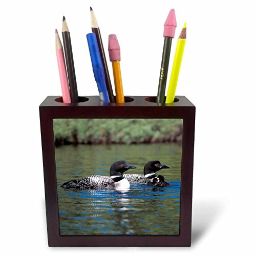 3dRose LLC Family of Three Loons 5Inch Tile Pen Holder