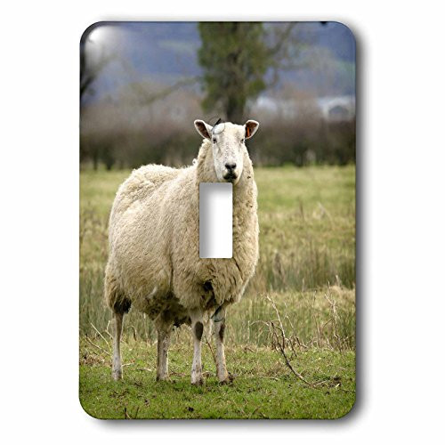 3dRose lsp_82763_1 Uk, England, Cotswold Sheep Farm Animal Eu33 Dsl0055 David Slater Light Switch Cover