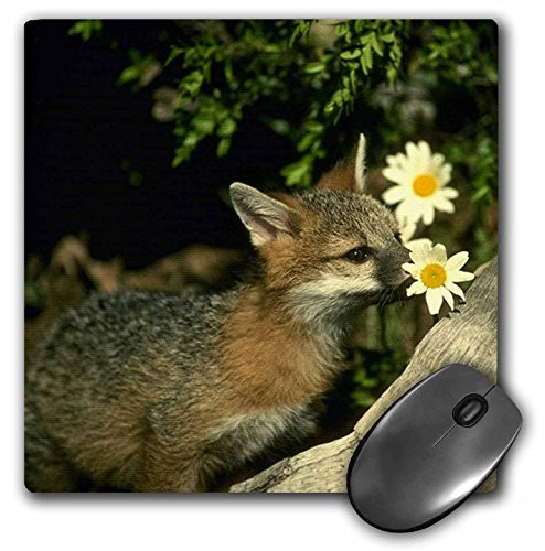 3dRose LLC 8 x 8 x 0.25 Inches Mouse Pad, Gray Fox (mp_680_1)