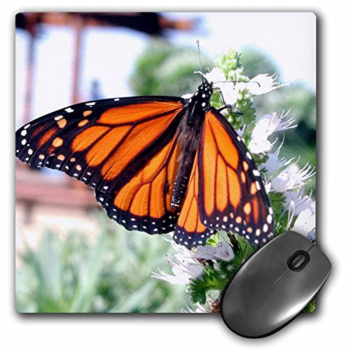 3dRose LLC 8 x 8 x 0.25 Inches Mouse Pad, Monarch Butterfly (mp_1106_1)