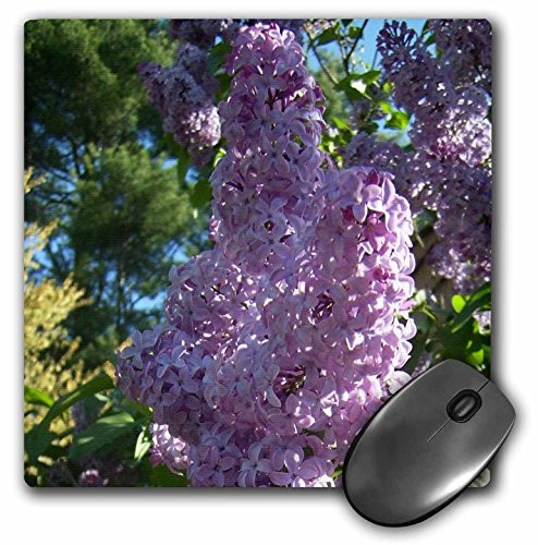 3dRose LLC 8 x 8 x 0.25 Inches Lovely Large Lilacs Mouse Pad (mp_17953_1)