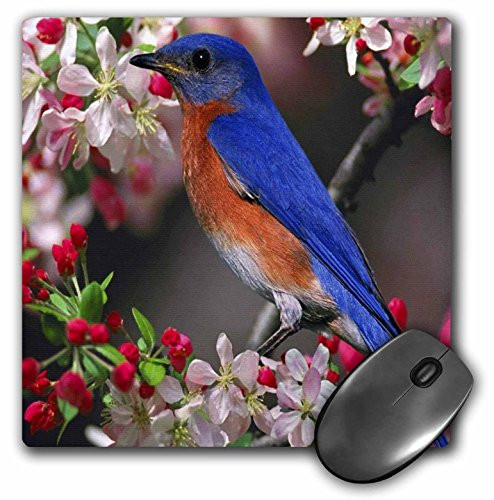 3dRose LLC 8 x 8 x 0.25 Inches Mouse Pad, Beautiful Bluebird and Cherry Blossoms (mp_55179_1)