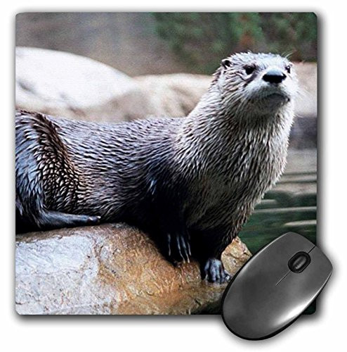 3dRose LLC 8 x 8 x 0.25 Inches Otter Mouse Pad (mp_1019_1)